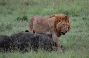 Wildlife Photography - African Lions