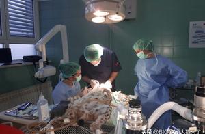 10 Hours! Croatia Performs First Dental Repair Surgery on Lynx, Releasing It Back into the Wild
