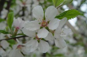 Beautiful Qingdao: Spring Ten Miles Away - Qingdao Peach Blossom Viewing Guide for You!
