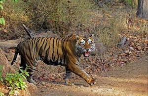 A Tiger's Life of Conquest Ends in Betrayal and Desolation