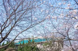 Cherry Blossoms of Wuhan University Have Bloomed