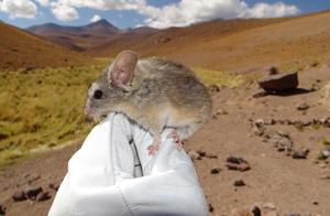 Who is the 'Climber' of Mammals? Who is the Highest-Living Mammal in the World?