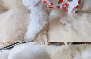 Wallpaper · Issue 22 | "Maltese Dogs" - Do you like them?