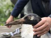 Large Bird Enters Residential Community, Turns Out to Be a Nationally Protected Bird Species