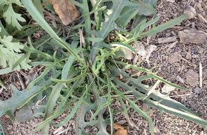 A Delicious Wild Vegetable, Easily Obtained by Rural People, Unavailable to City Dwellers, Sold at 80 Yuan per Pound
