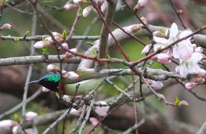 Rare Sunbit Finch Discovered in Nanyue