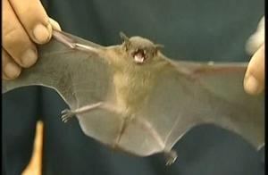 The World's Smallest Bat: Measuring Less Than 3 Centimeters and Weighing Only 2 Grams, an Endangered Species