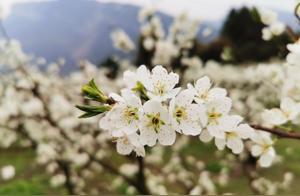 Luzhou Gulixin Ten Thousand Acres of ‘Spring Snow’ Abundant Harvest