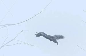 Spring at Chunsan: Squirrels Seem to Fly!