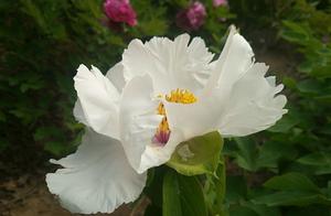 Peonies Can Also Be Seen in Zhengzhou
