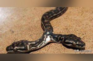 Deformed Appearance of Multi-Headed Snakes, Once Sold for High Prices to Be Raised as Pets