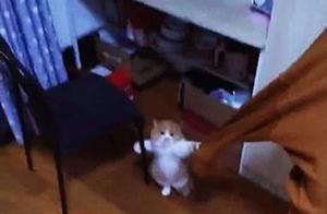 A woman was about to take a nap, but found she couldn't move, and the cat wanted to stick to her.