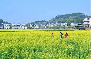Pujiang Journey | In a blink of an eye, rapeseed flowers have bloomed across the fields, it's so beautiful!