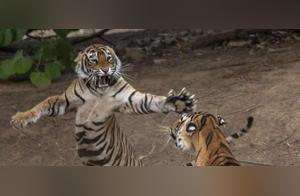 Male Tiger Attempts to Win Over Female with Romantic Pursuit, Captured in High-Energy Encounter by Photographer