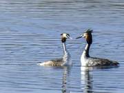 Chinese Crested Grebe, Can You Read the Next Two Characters? For It, a Changping Photographer Came