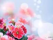 Let Love Bloom in the Spring