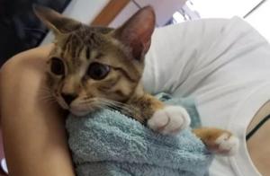 Cat Fell and Injured, Owner Shocked and Amused