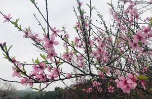 Don't Miss 'Her' This Spring! Quickly Visit the Most Beautiful Cherry Blossoms in Chongqing's Garden Expo Park