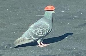 Pigeons Wearing Red Hats, Super Cute! Experts Say: This Is Dangerous