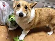 The Corgi's Confession: Cute, Stupid, Stubborn, and Calculating Little Monster