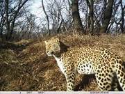 Chinese Leopards Discovered in Jiyuan, Henan Province, with Numbers Exceeding 6