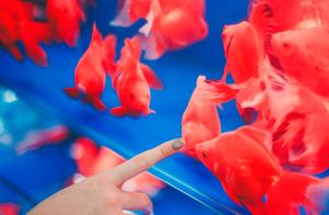 How to Raise Betta Fish? Pay Attention to These 4 Aspects, Otherwise You Won't Be Able to Raise Any Fish Well