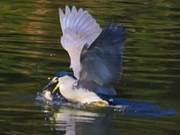 Misty Water Fields, White Egrets, a Poetic Landscape Painting