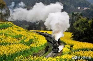 Immerse Yourself in a Paradise of Lotus Flowers: Experience Chengdu by Riding the Jiaoyang Steam Miniature Train Through the Rape Flower Sea!