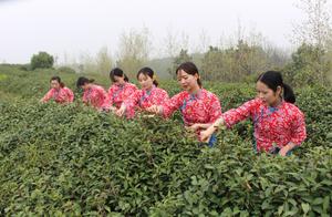 Gongshan County, Henan: Everywhere in the Tea Mountains is a Beautiful Sight