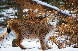 Can Lynx Beat Wolves? An Eurasian Lynx Makes a Big Kill in Belarus Forest