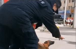 That Little Police Dog Staying at the Police Station Has a Name! New Name with Such Meaning~