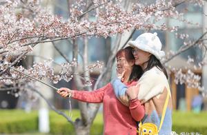 Delicious Yantai, Cherry Blossoms Blooming Across the Spring!