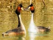 Shangqiu Yulan Lake | Cormorant Spring