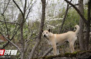 Xintian: The Rich Charm of Ancient Village in Spring