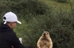 Encountering an Extremely Fat and Cute Marmot: People Laughed to the Point of Hypoxia!