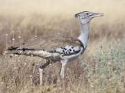 Living in Harmony with Wild Animals