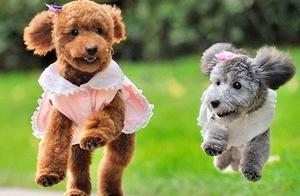 7 Reasons Why You Shouldn't Choose a Teddy Dog – Will You Still Choose One After Reading This?
