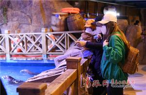 Qingdao Haichang Polar Ocean Park Opens: Parents ‘Outing’ with Children