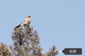 Wang Guochun: Taking 'Family Photos' for the Birds of His Hometown