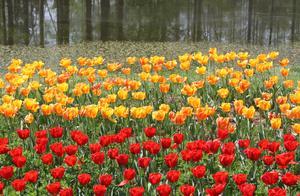The Netherlands is the Kingdom of Tulips; during the blooming season, the smiles of the young women are like the flowers themselves.