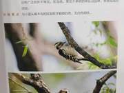 Yellow River Delta Birds – Red-Crowned Woodpecker