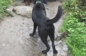 Black Dog Confronting a Group of Sheep, Loudly Barking to Block the Road, Sheep: 'What the heck is this guy?'