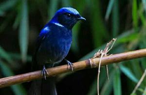 Five Beautiful Birds