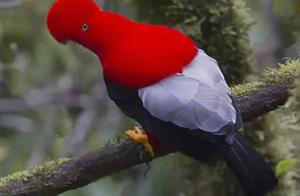 The more the woods grow, the more birds there are.