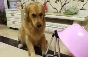 The Smart Golden Retriever Sets a Trap and Ecstatically Catches the Teddy Bear