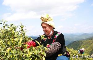 Sword River: White Tea Flows Gently, Harvesting Abundant Yields - Busy Picking in Deep Valley