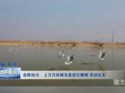 Heyang Qiahuan: Thousands of Rare Birds Soar Across the Skies – Lively and Beautiful