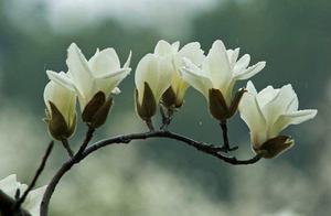 Poem by Original AuthorFive Capitals. Osmanthus Blossoms Have Fallen