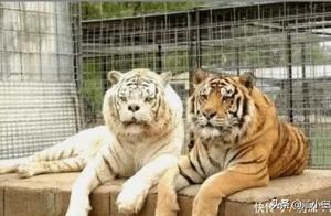Deformed Tiger at the Zoo: Stiff, Cold, and Unable to Survive in Nature