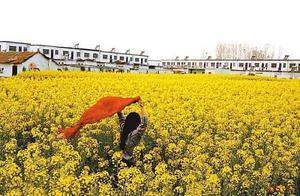 Fields of Rapeseed Flowers